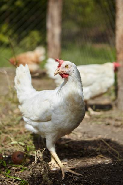 istock A chicken in a pen on the farm. Pets and birds. 1809431932