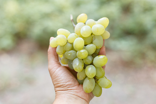 The bunch of white grape in the woman arm