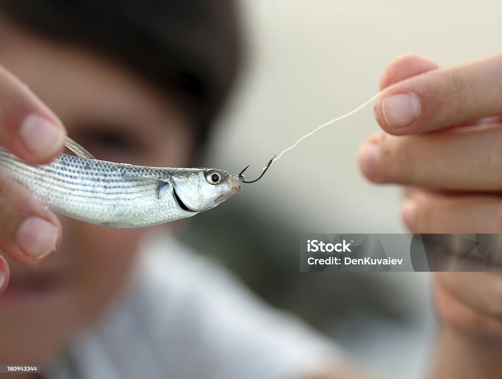 Little de peces - Foto de stock de Lubina estriada libre de derechos
