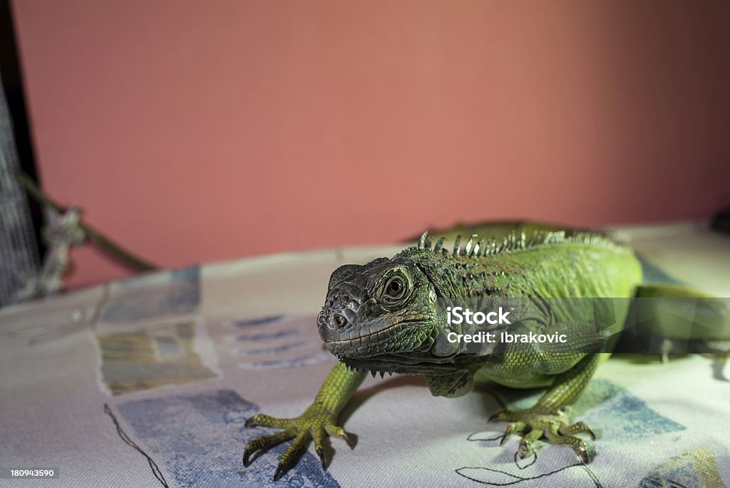 iguana resting on bed iguana on a tree crawling and posing Amphibian Stock Photo
