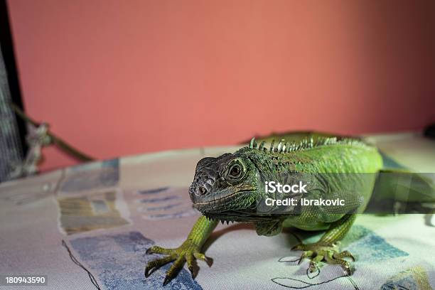 Iguana Resting On Bed Stock Photo - Download Image Now - Amphibian, Animal, Black Background