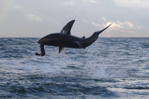 istock great white shark, Carcharodon carcharias, breaching on seal shaped decoy, False Bay, South Africa 1809439805