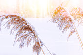 Blurred frozen grass. Winter abstract background. Landscape.