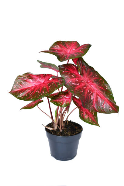 istock Potted exotic Caladium Red Flash houseplant 1809442772