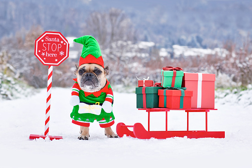 French Bulldog dog wearing Christmas elf costume next to sledge with gift boxes in winter landscape