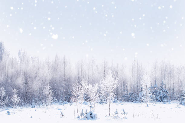 istock Landscape. Frozen winter forest with snow covered trees. 1809442787