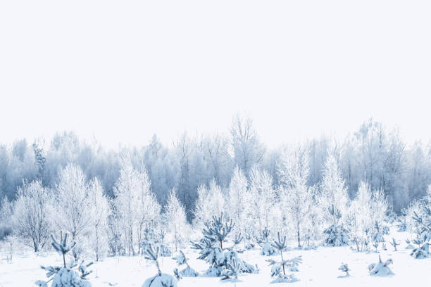 istock Landscape. Frozen winter forest with snow covered trees. 1809442917