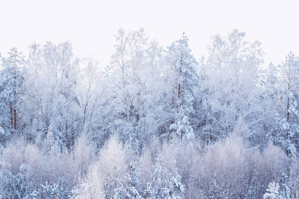 istock Landscape. Frozen winter forest with snow covered trees. 1809443294