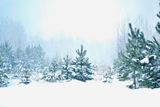 istock Landscape. Frozen winter forest with snow covered trees. 1809443846