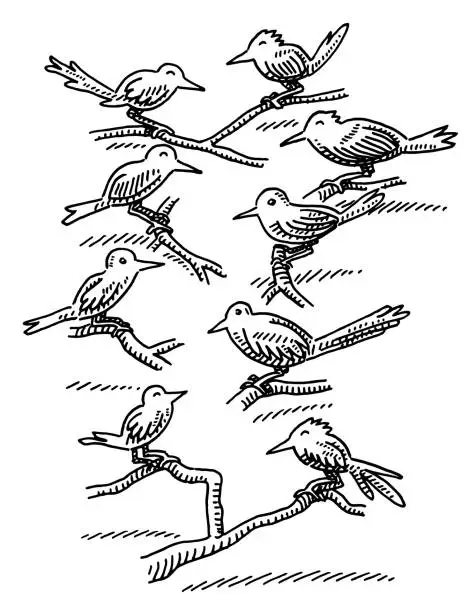 Vector illustration of Group Of Songbirds On Twigs Drawing