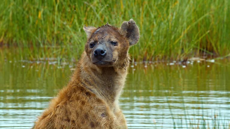 In Tanzania's tranquil embrace,a hyena pauses in a serene lake,casting a watchful gaze. Nature's calm meets the untamed. 8K Resolution.