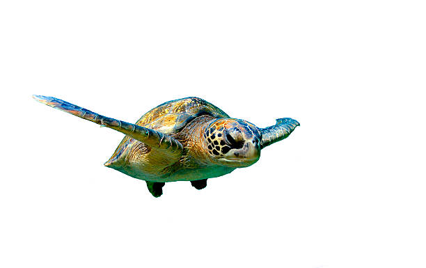 istock Sea turtle swimming isolated 180946670