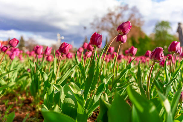 istock Red tulip growing in the park in spring. spring background 1809479619