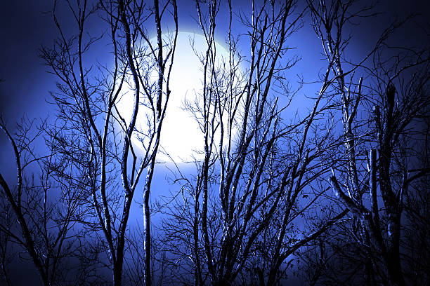 istock Silhouette of a dead tree with dark sky and  moon 180948064