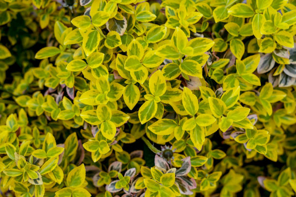 istock Shrub with yellow-green leaves. spring background . background, texture 1809483337