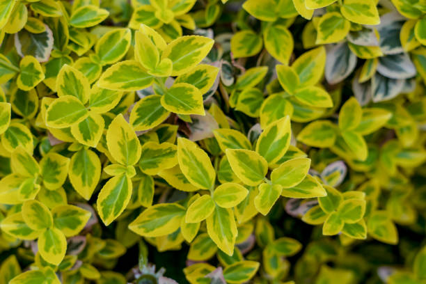istock Shrub with yellow-green leaves. spring background . background, texture 1809483382