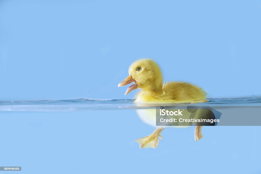 Süße Ente privatem auf dem Wasser - Lizenzfrei Auf dem Wasser treiben Stock-Foto