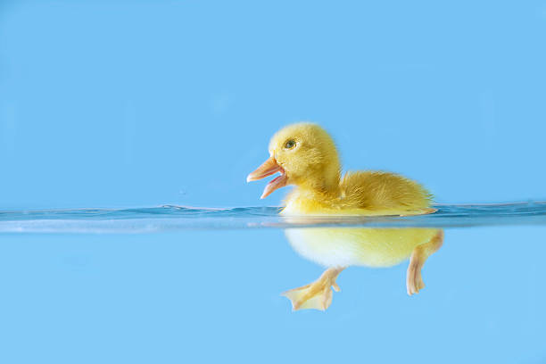 istock Cute duck swiming  on water 180948450