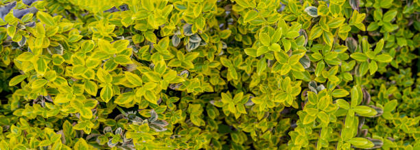 istock Shrub with yellow-green leaves. spring background . background, texture 1809485002