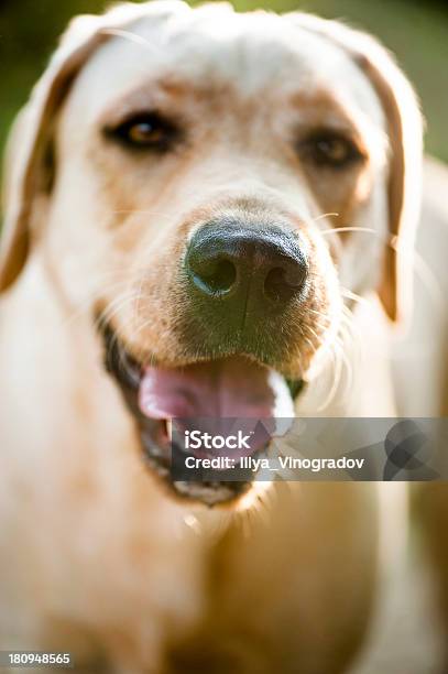 Coragem E Tipo Labrador Para Um Passeio Pelo Parque - Fotografias de stock e mais imagens de Animal