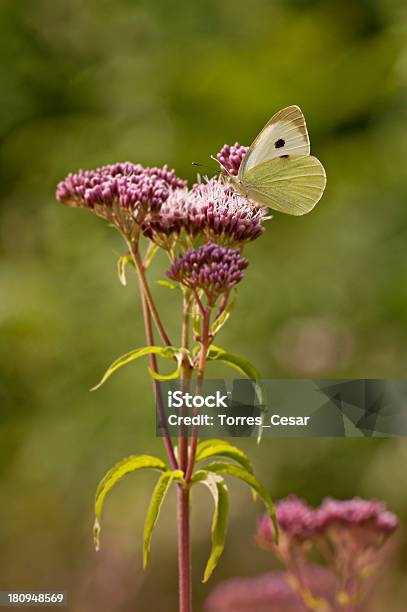 Biały Motyl Na Różowe Kwiaty - zdjęcia stockowe i więcej obrazów Bliski - Bliski, Bliskie zbliżenie, Botanika