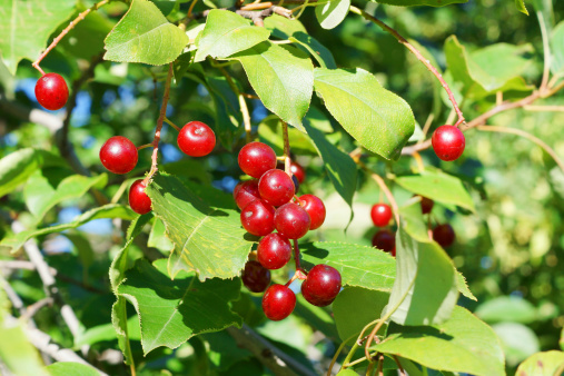Bird cherry tree ripe red fruits, Prunus pensylvanica. More Food and Drink: http://tonytremblay.com/sylvie/food.jpg