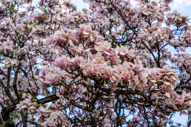 istock Blossoming magnolia with a pink saucer. spring background 1809487992