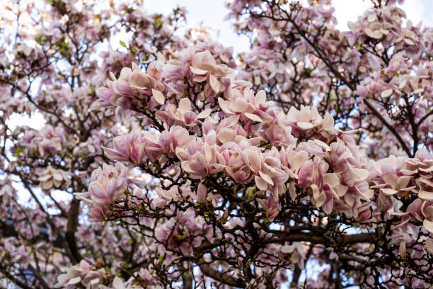 istock Blossoming magnolia with a pink saucer. spring background 1809488120