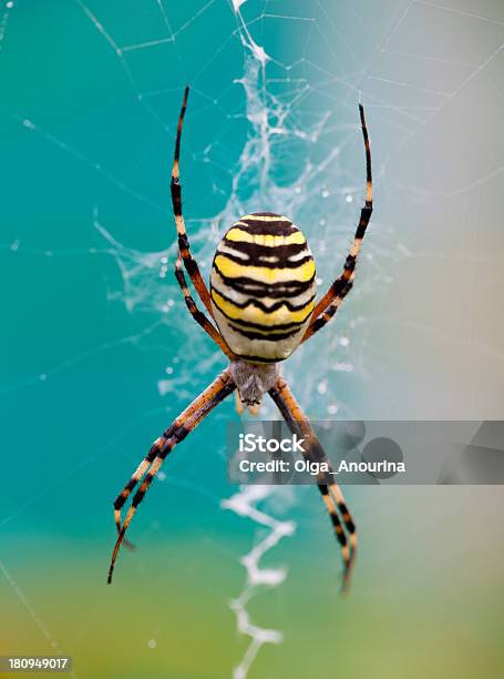무당거미 Argiope Aurantia 8에 대한 스톡 사진 및 기타 이미지 - 8, 가까운, 거미