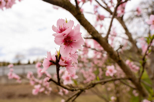 istock Pink peach tree flowers close-up. 1809490402