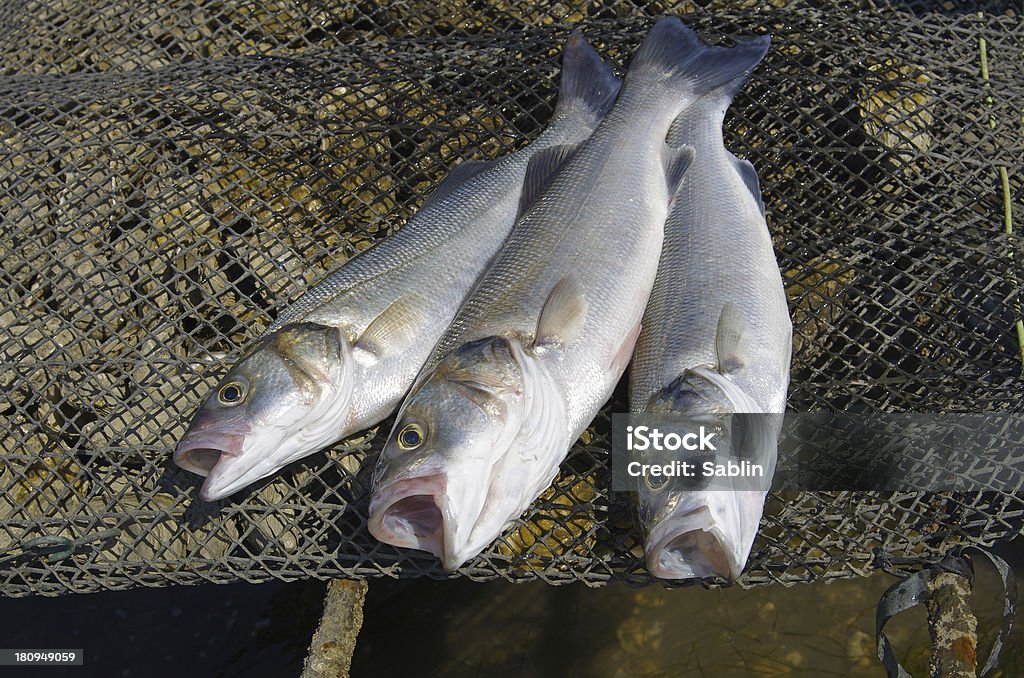 Sea bass Fresh sea bass caught by angler Fish Stock Photo