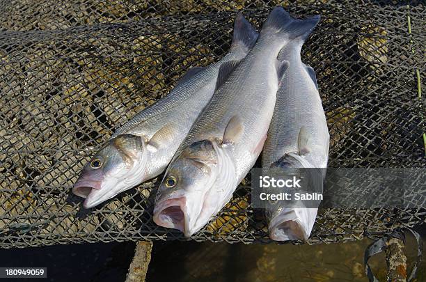 Sea Bass Stock Photo - Download Image Now - Fish, Mediterranean Sea, Sebastinae