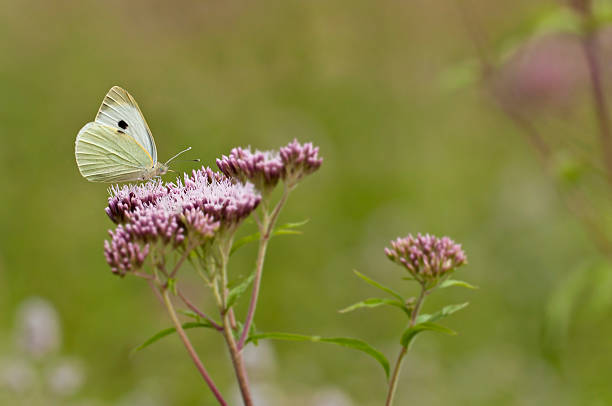 istock White butterfly on pink flowers 180949070