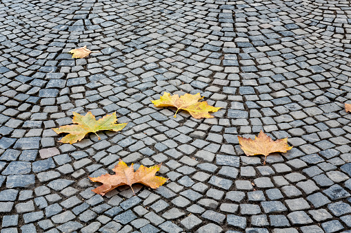 Autumn leaves on a cobblestone street in Frankfurt am Main, Germany