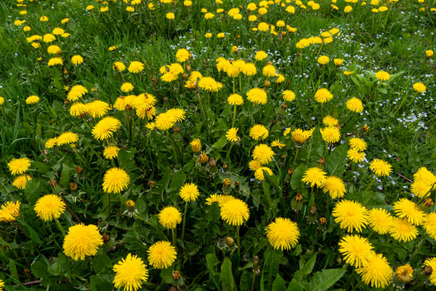 istock Yellow dandelions on a sunny spring day. season. background 1809492580