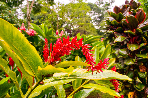 Alpinia purpurata, commonly referred to as red ginger in La Fortuna, Alajuela Province, San Carlos, Costa Rica.