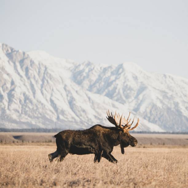 The Alaskan Moose Alaskan moose are impressively large, with males weighing up to 1,500 pounds. Their antlers can span over six feet! alces alces gigas stock pictures, royalty-free photos & images