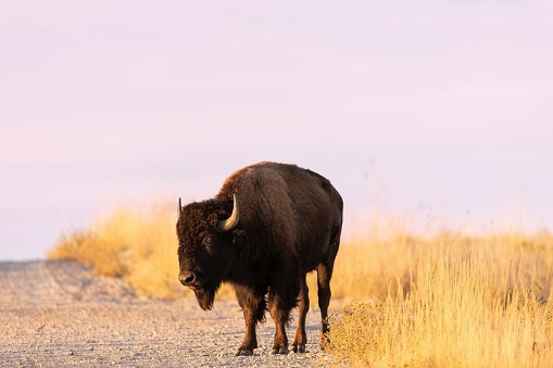Plains bison, also known as American bison, once roamed the Great Plains in massive herds, playing a crucial role in the ecosystem and Native American cultures. Conservation efforts have helped restore their populations.