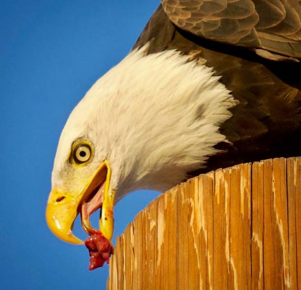 the bald eagle - alexander archipelago animals in the wild one animal animal stock-fotos und bilder