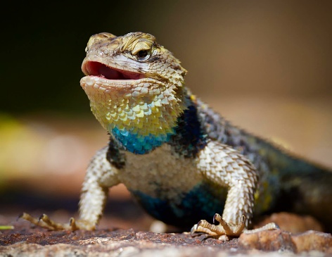 The yellow-backed spiny lizard, scientifically known as Sceloporus uniformis, gets its name from the bright yellow coloration on its back. This serves both as a warning to potential predators and a display during mating rituals.