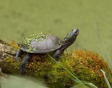 The European pond turtle is known for its distinct yellow and red markings on its head and neck. It's also the only surviving species of pond turtle native to Europe.