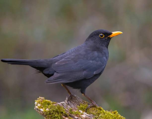 der gemeine vogel - common blackbird stock-fotos und bilder