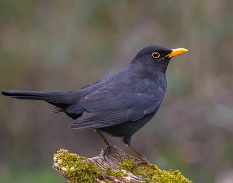 The male common blackbird has a distinctive melodic song and is known for its vibrant orange-yellow eye ring.