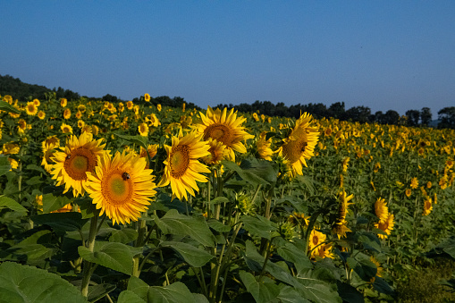 A tall plant of a sunflower with a large yellow inflorescence, bred for the seeds containing oil.