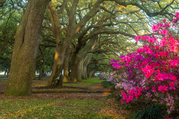 istock Morning Walk In Charleston 1809495586