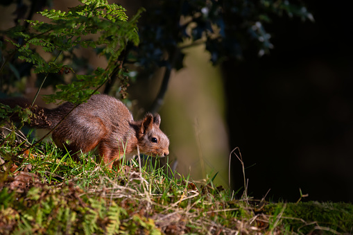 Red squirrel foraging for food in woodland on an Autumn day in Scotland