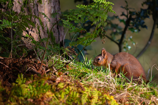 One small red squirrel foraging for food in woodland on an Autumn day in Scotland