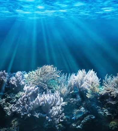 An underwater shot of a coral reef in Boracay Island, Philippines. The reef is adorned with a diverse array of colorful corals, presenting a vibrant and lively sight. Scattered throughout the reef, numerous black urchins can be observed. The clear blue water provides visibility, allowing the presence of sun rays to be seen, creating a captivating visual effect. The absence of fish in the frame directs attention to the intricate beauty of the coral reef ecosystem.