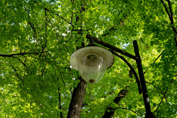 istock street lamp against a backdrop of trees 1809508362