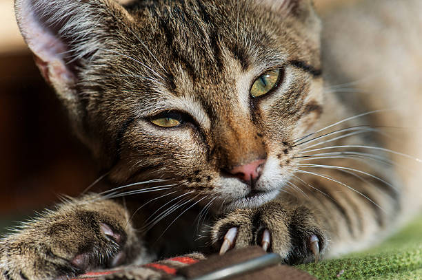 istock striped cat playfully looks us in the eye 180951024
